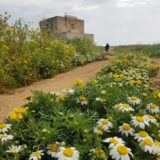 Alla Palma Azzurra - Riserva Torre Guaceto