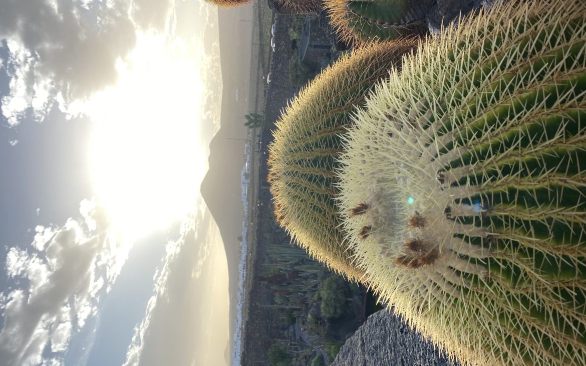 Lanzarote - Jardin de Cactus - Alla Palma Azzurra