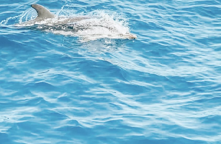 “RICERCATORI PER UN GIORNO”, SULLE TRACCE DI DELFINI E BALENE GRAZIE ALLA JONIAN DOLPHIN CONSERVATION